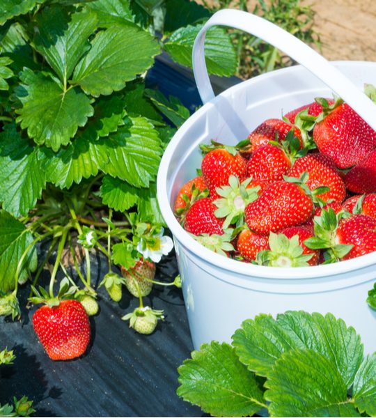 preserve fresh picked strawberries in a white bucket