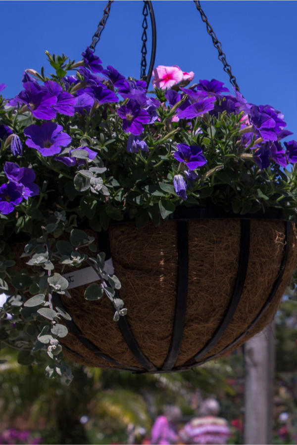 petunias - plant hanging baskets