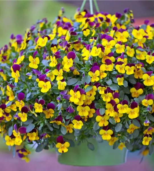 how to plant your own hanging baskets
