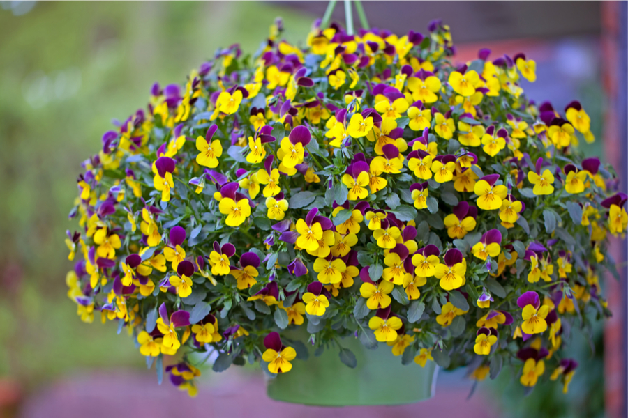 How To Plant Hanging Baskets For Success - 6 Simple Tips To Grow Big!