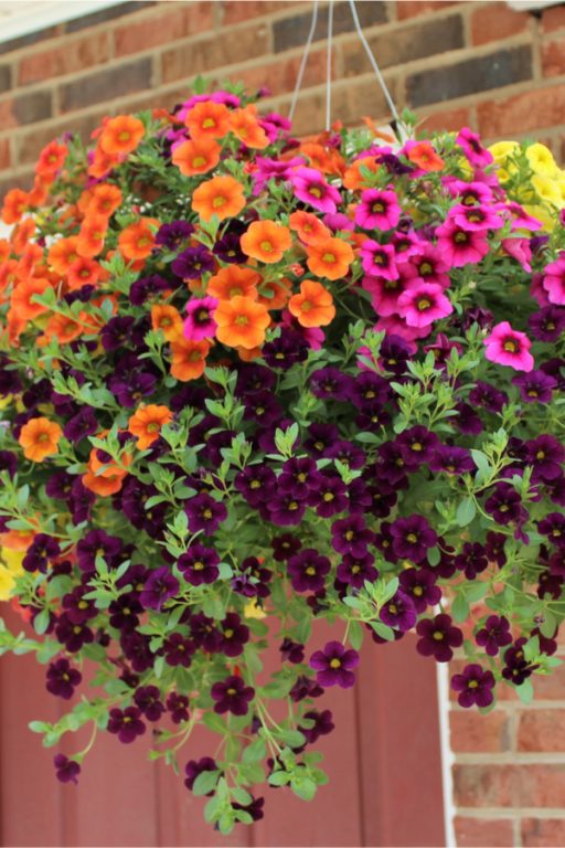 How To Plant Hanging Baskets For Success - 6 Simple Tips To Grow Big!