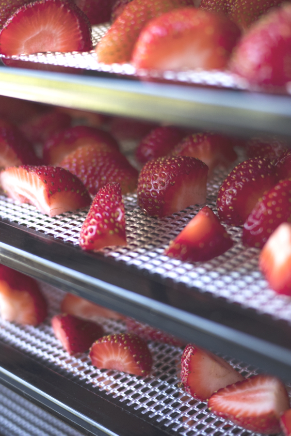 preserving strawberries in a dehydrator