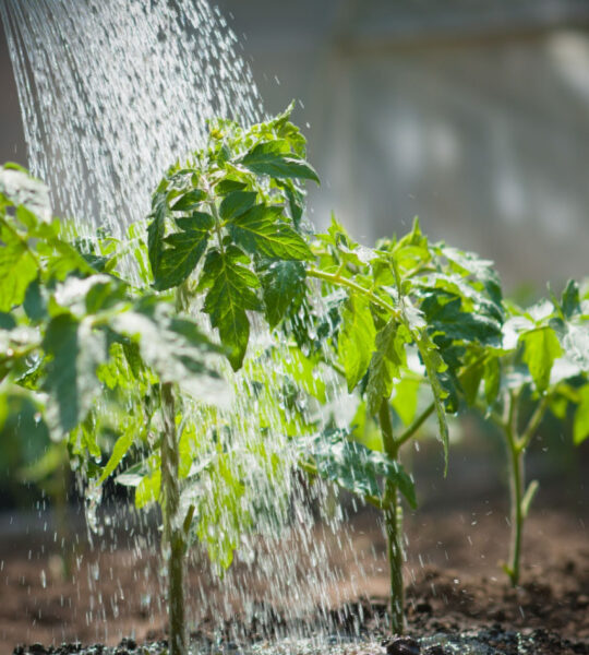 common watering mistakes