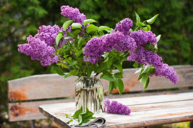 What To Do With Lilac Bushes After They Bloom - Late Spring Lilac Care!