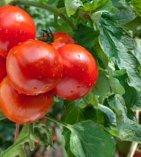 how to mulch tomato plants