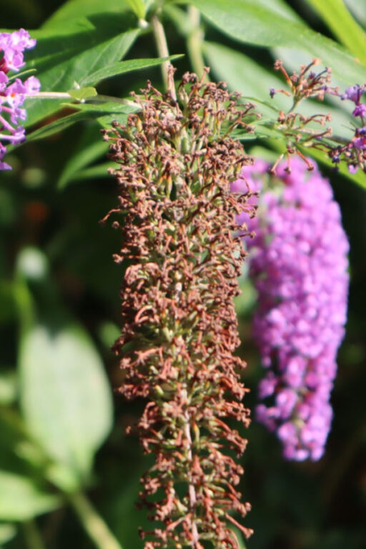 How To Remove A Lilac Bush Chavez Whichisatur