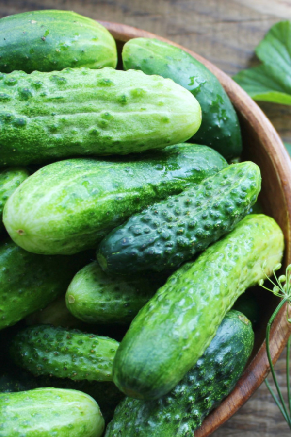 pickling cucumbers in a bowl