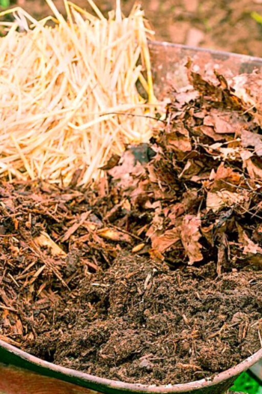 How & Why To Mulch Tomato Plants The Secret To Great Tomatoes!