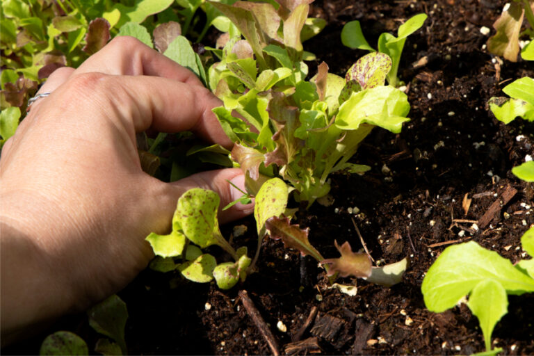 thinning seedlings