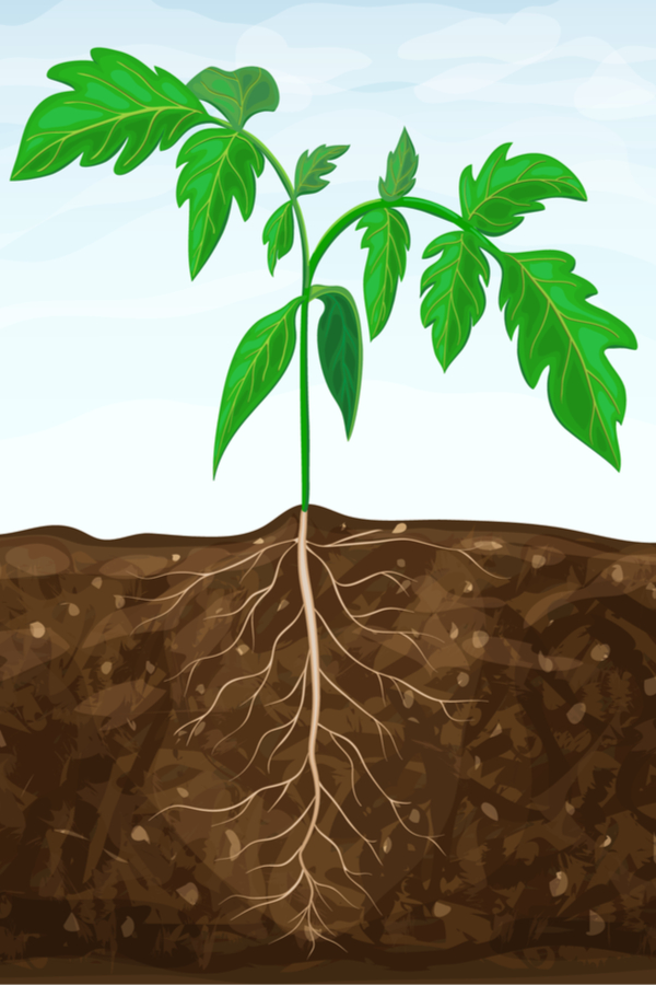 developing deep roots