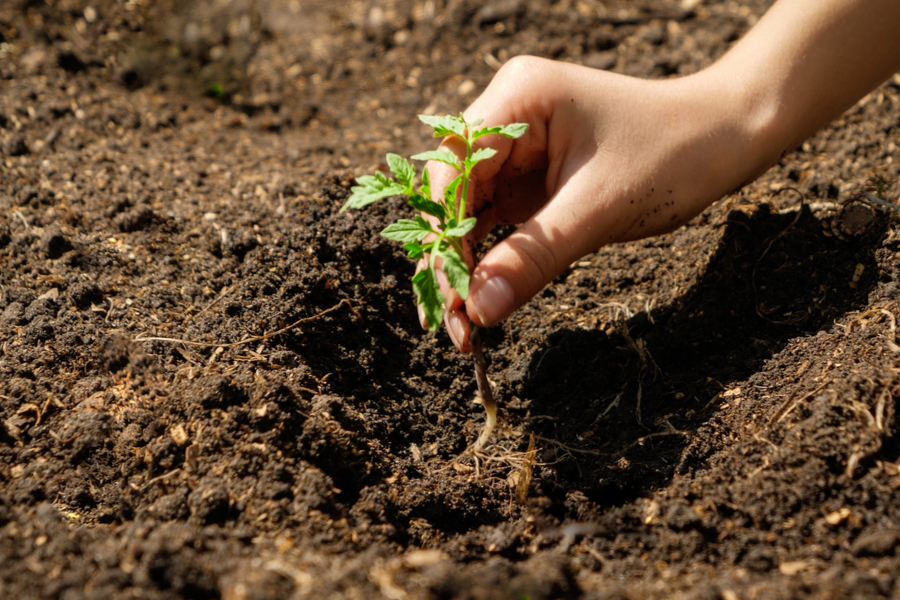 gardening mistakes