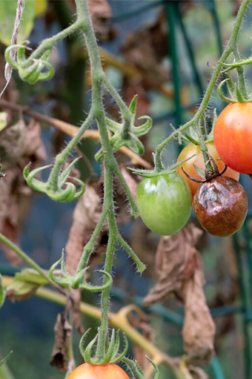 How To Stop Tomato Blight! What To Do If Your Tomato Plants Have Blight