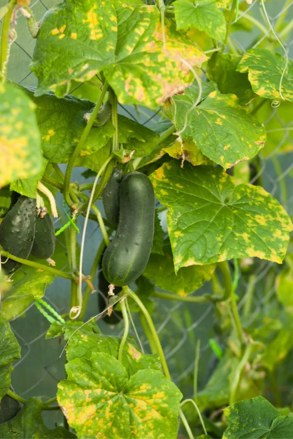 replant cucumber plants with seed