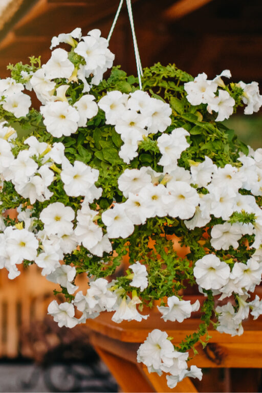 How To Keep Hanging Baskets Blooming All Summer 3 Simple Secrets!
