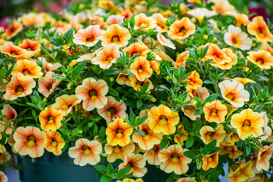 How To Keep Hanging Baskets Blooming All Summer - 3 Simple Secrets!