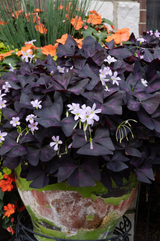 Fertilizing Potted Plants How To Keep Container Plants Blooming Big!