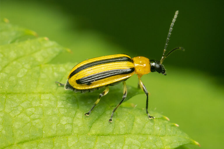 preventing cucumber beetle damage