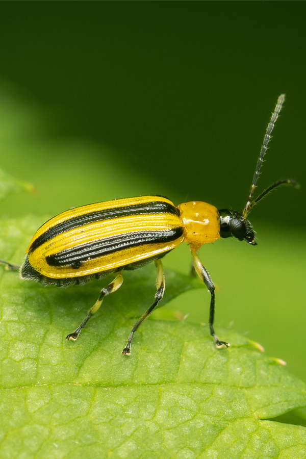 protect cucumber plants from cucumber beetles