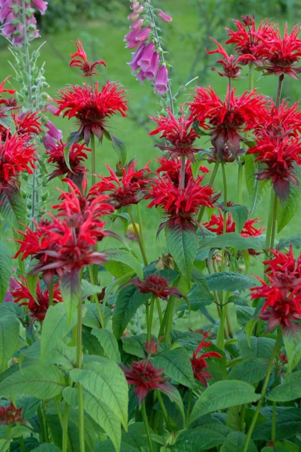 dividing bee balm in the summer