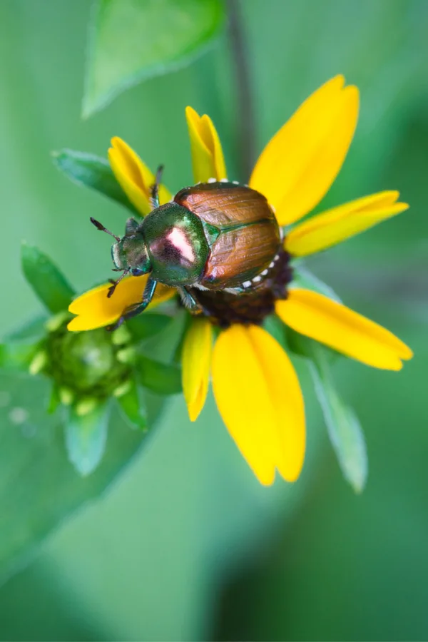 pollinators and beetles