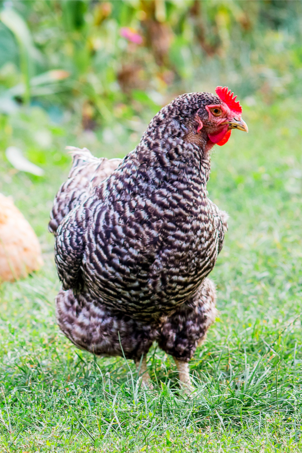 backyard chickens and pest control