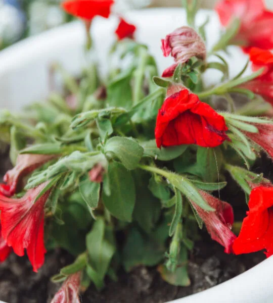 save dying hanging baskets