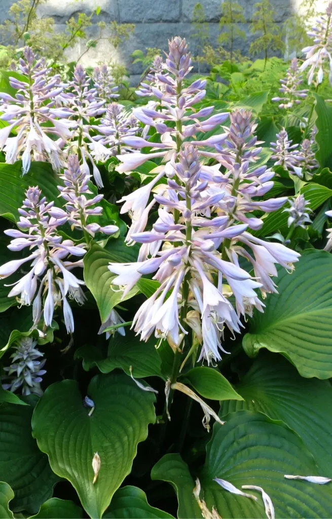 keep hosta plants blooming and beautiful