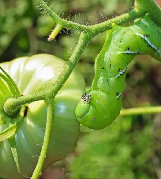 how to stop tomato hornworms