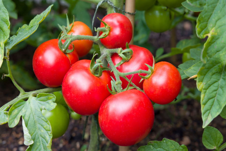 when to pick tomatoes