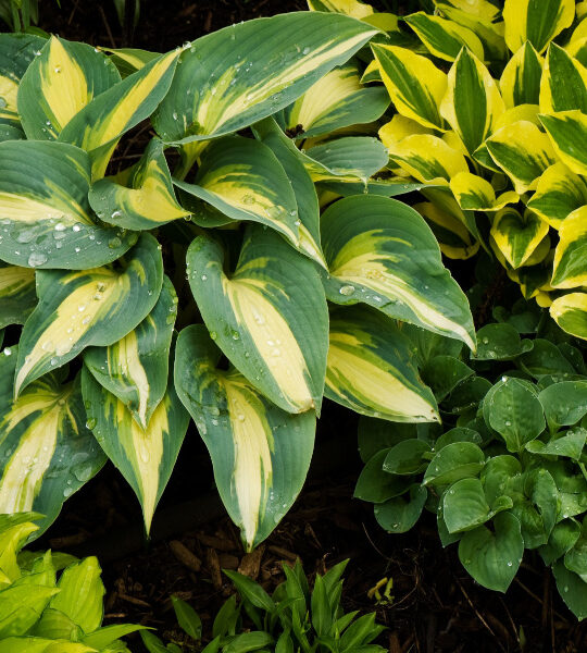 keep hosta plants beautiful