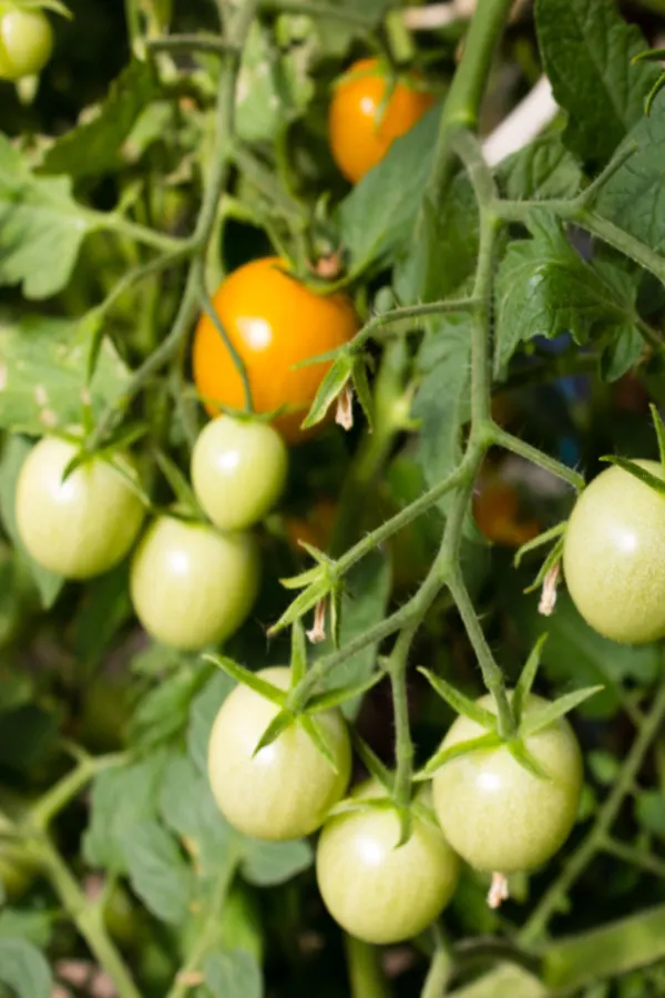 when to pick tomatoes - and how to ripen them