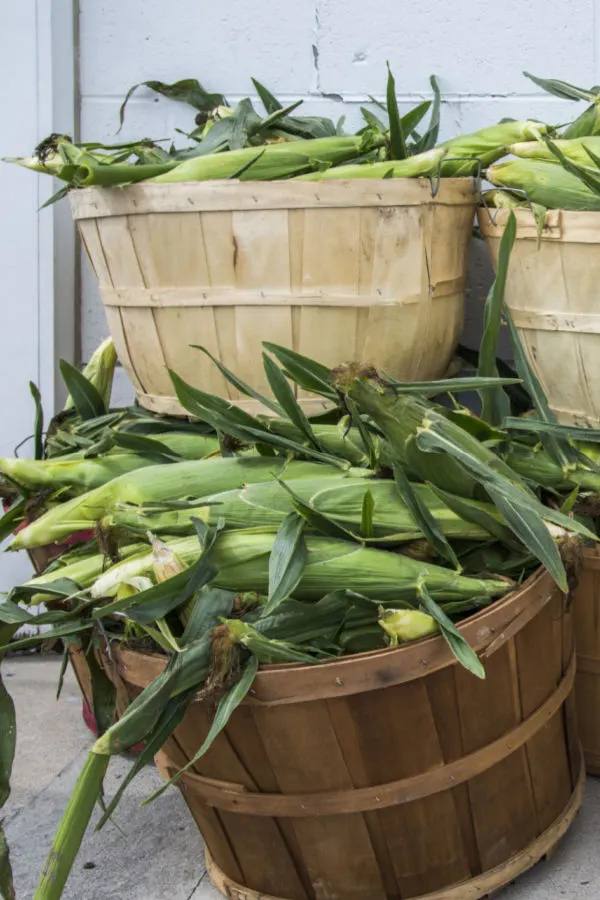 basket of sweet corn