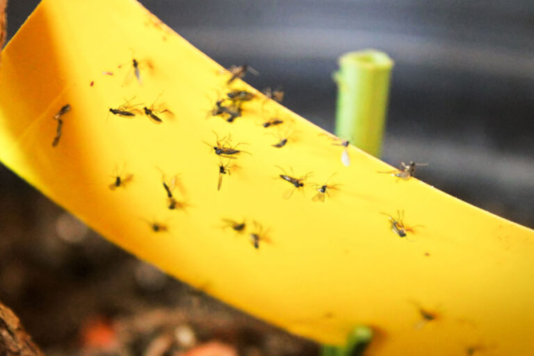 how to get rid of gnats in australian tree fern