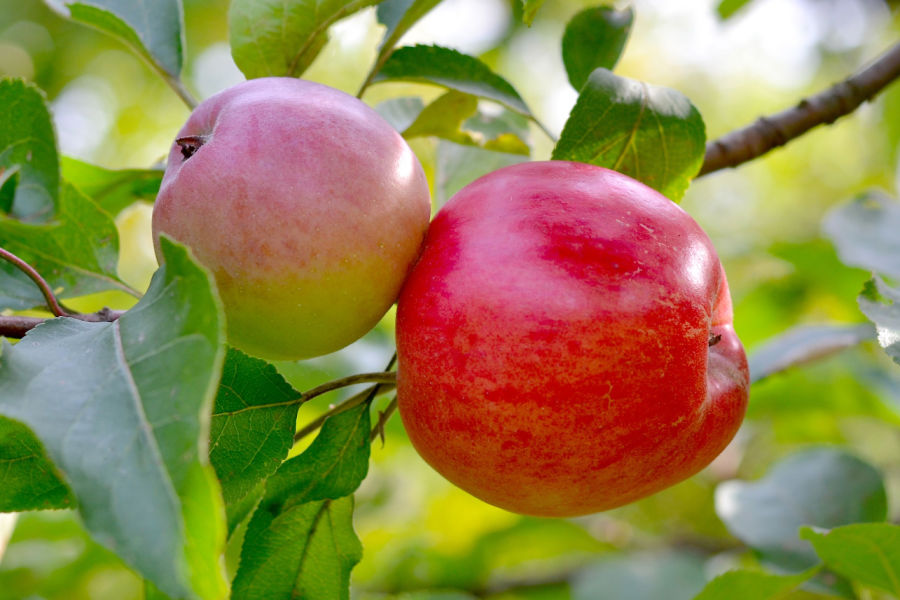how to plant apple trees