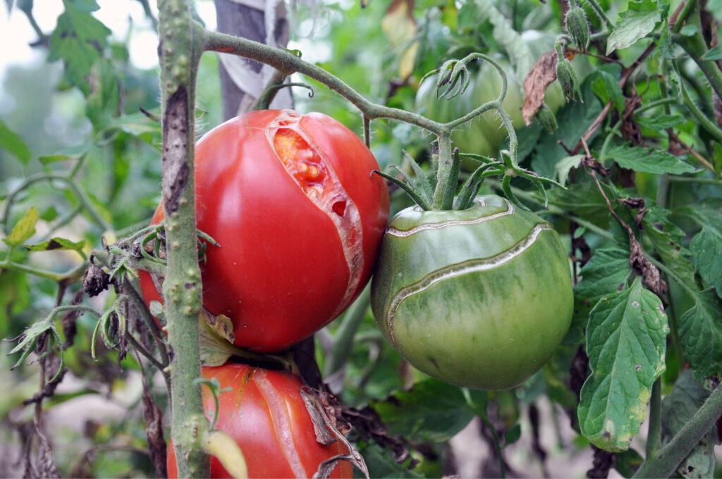 late season tomato plants