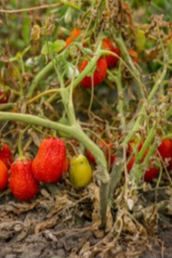 How To Help Late Season Tomato Plants Reviving Dying Plants   Old Tomato Plants Pulling Out 347x520 