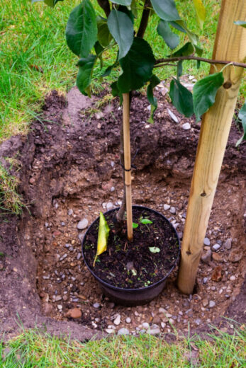 How To Plant Apple Trees! The Simple Secrets To Growing Apples