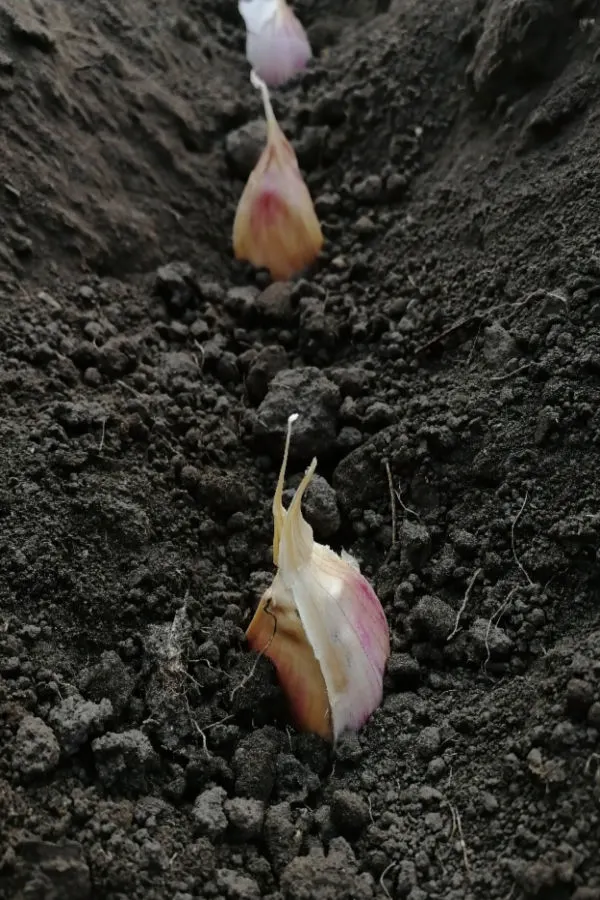 planting garlic and onions in the fall