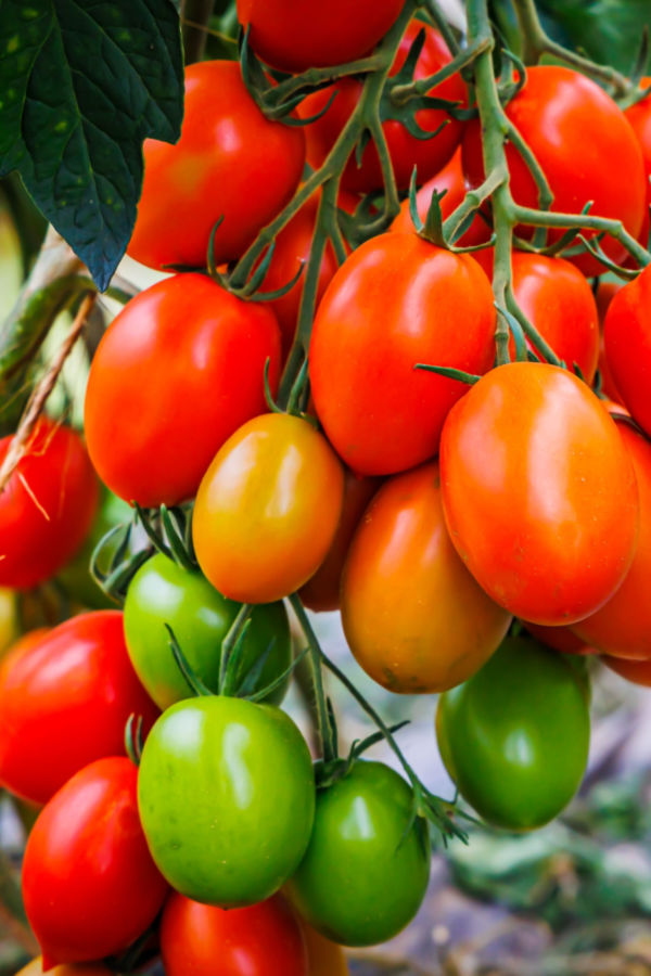 help late season tomatoes