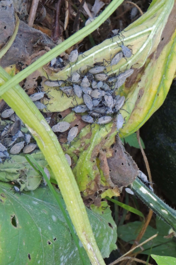 sqaush bug damage - garden