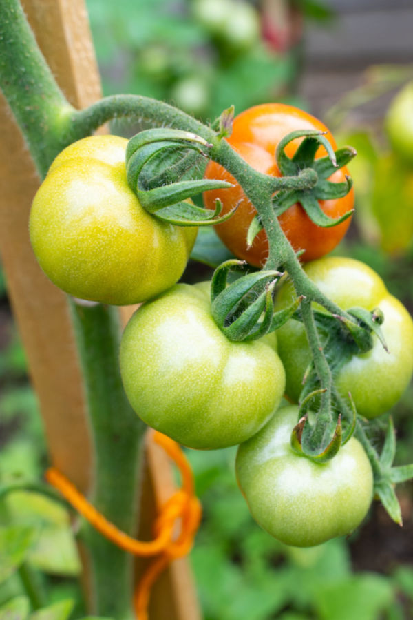 tomatoes turning red