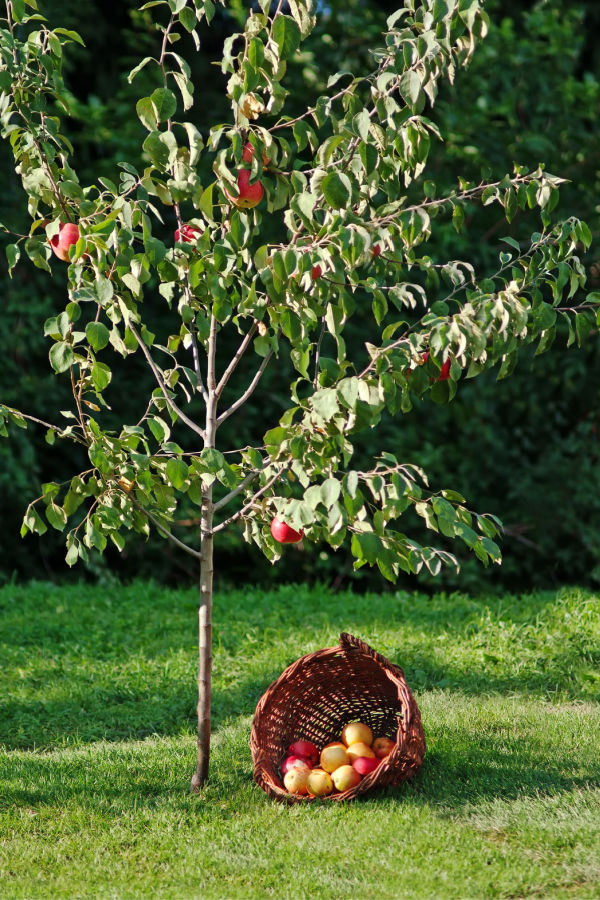 fall planting of apple trees