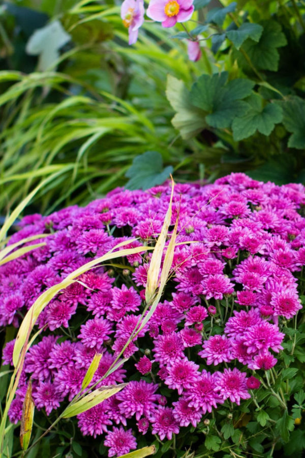 how to keep mums blooming longer