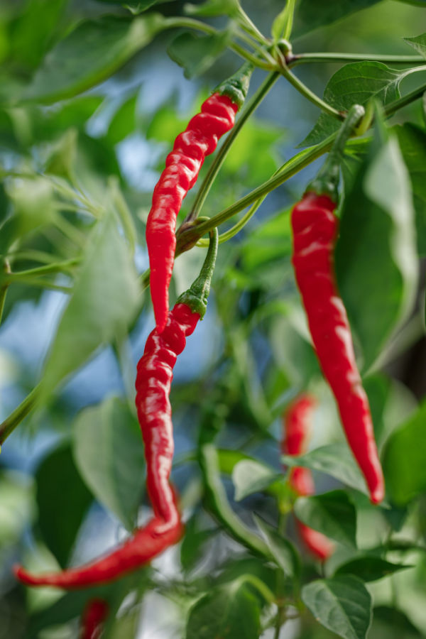 cayenne pepper plant 