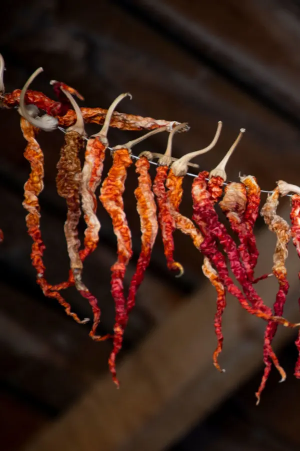 drying peppers 