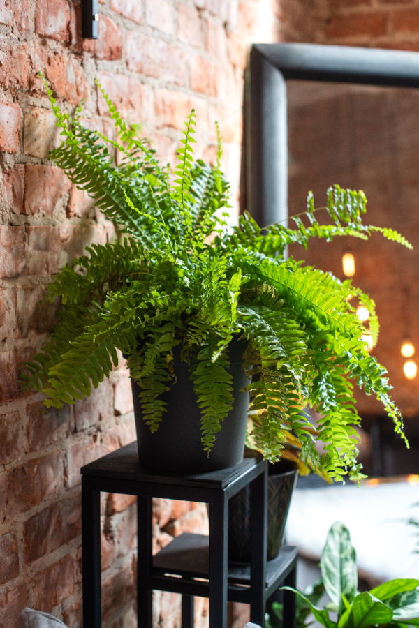 how to save ferns