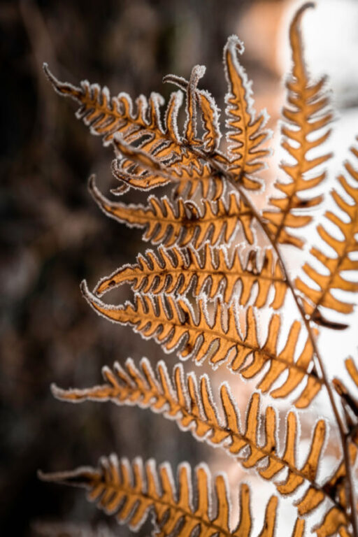 How To Save Ferns Keeping Ferns Over The Winter Indoors