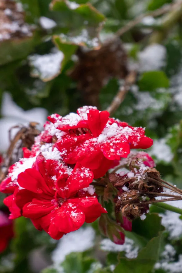 frost - killing annuals