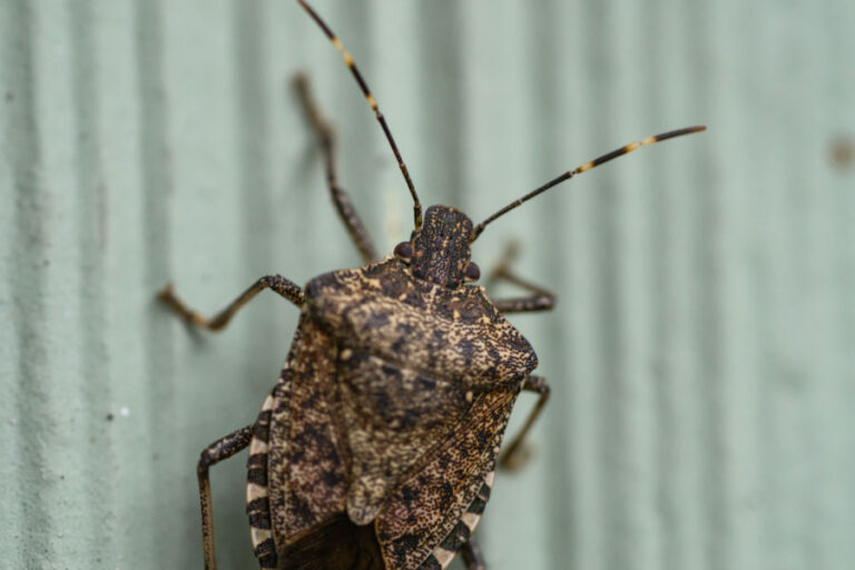 how-to-keep-stink-bugs-out-the-secrets-to-stink-bug-control