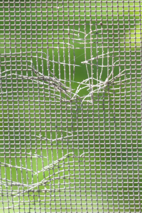 holes in screens - how to keep stink bugs out